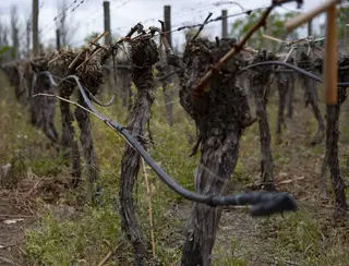 Mudança climática mudará profundamente a produção de vinho, indica estudo